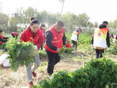 希望的田野 青春助力脫貧攻堅，志愿服務(wù)與食品銷售的雙贏之路