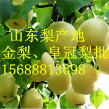 山東莒縣農副產品購銷處 深耕綠色源頭，傳遞健康滋味